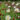 product-wlidflowers